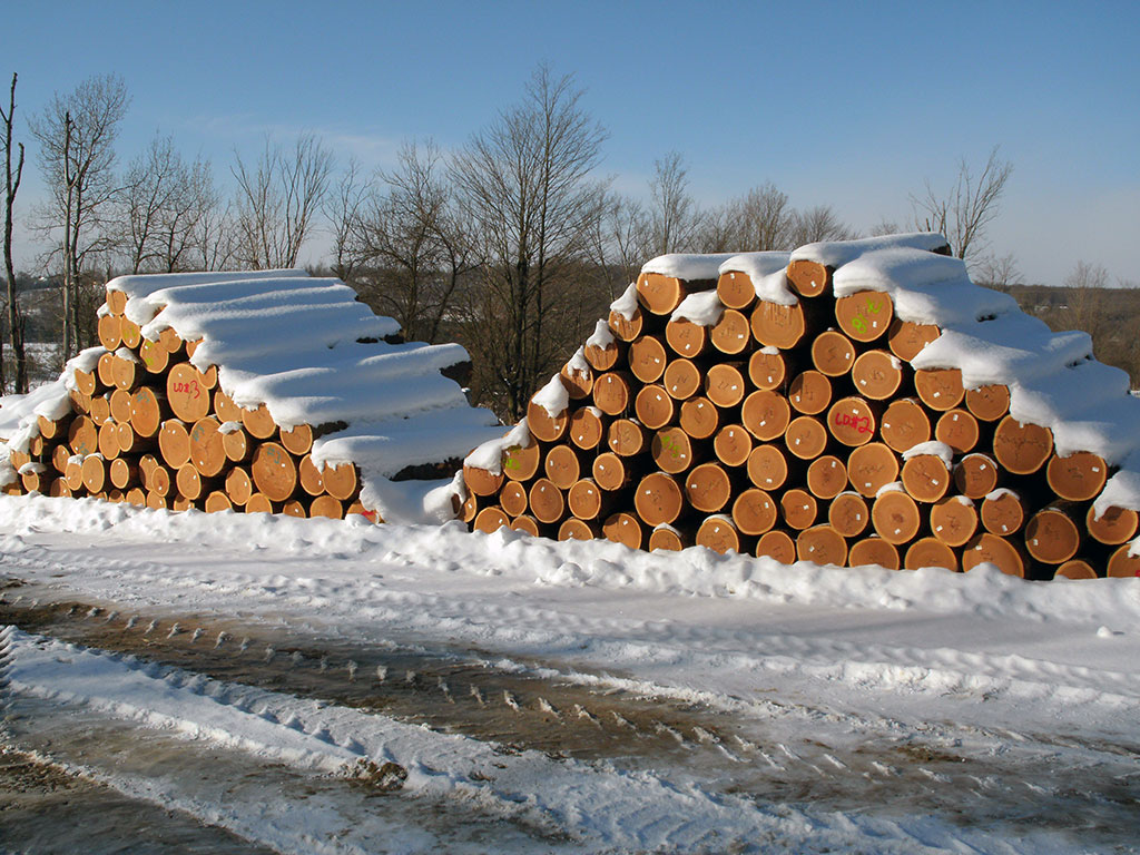 veneer logs under snow