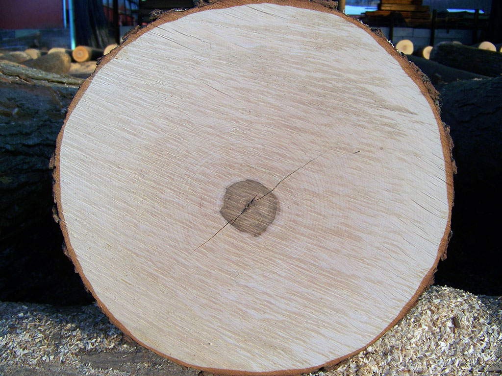 veneer log showing grain