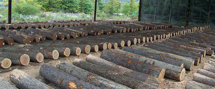 veneer logs under shelter
